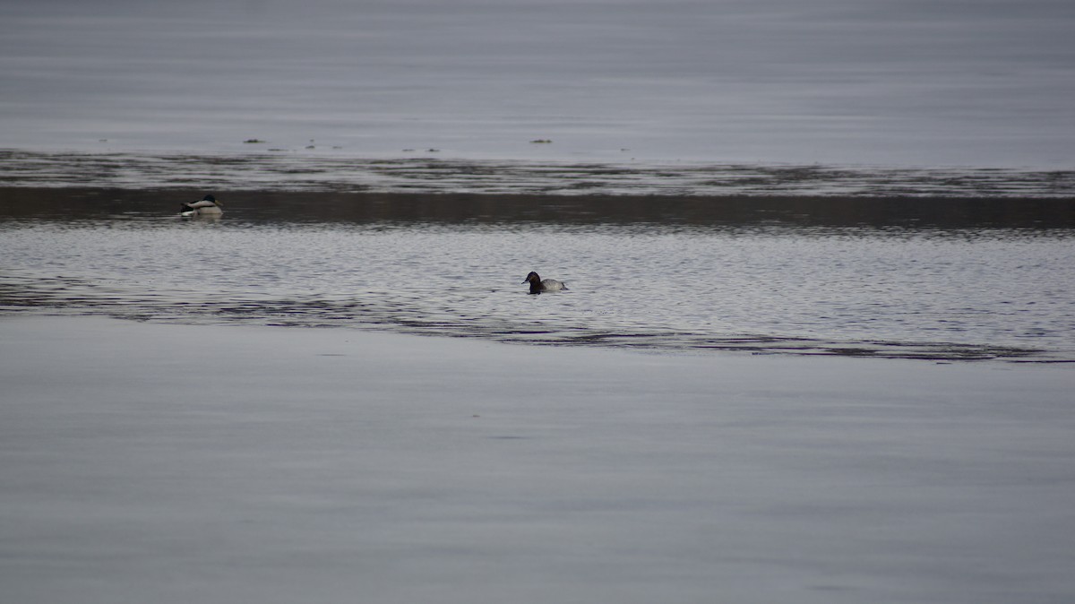 Common Pochard - ML613009625