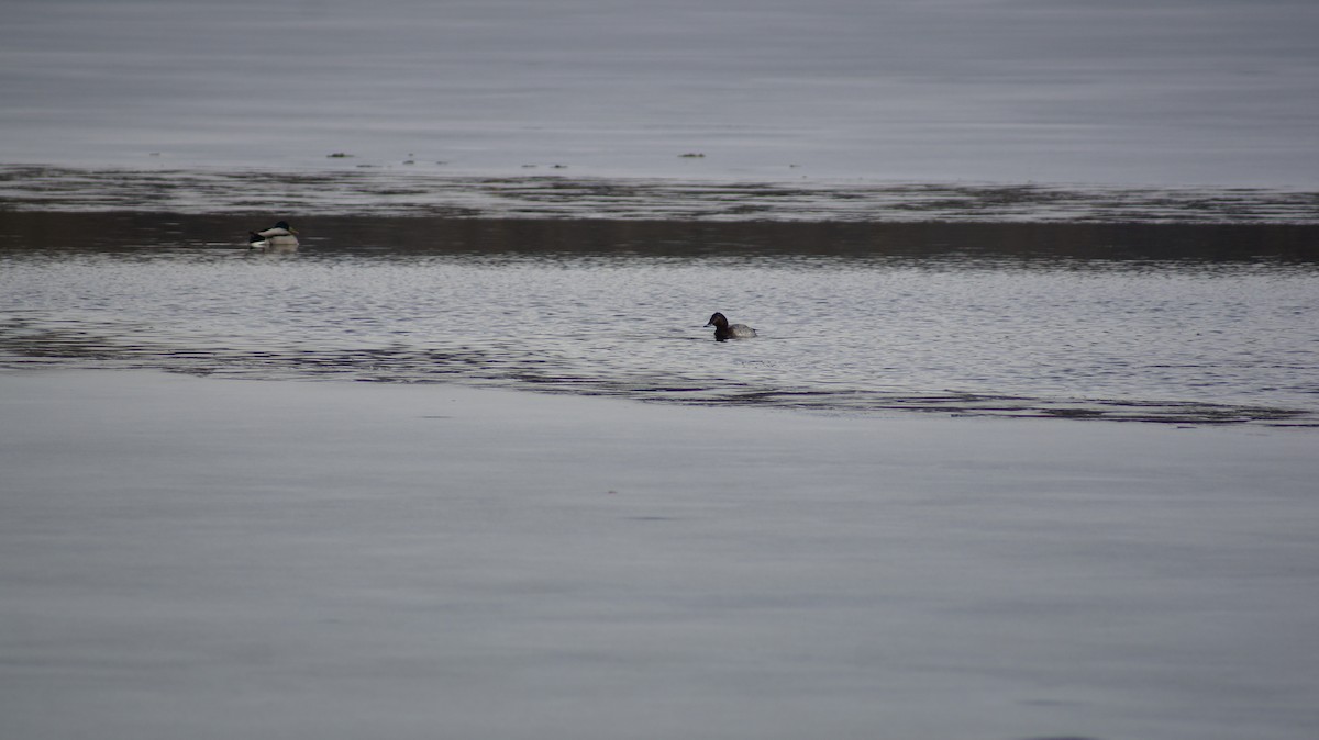 Common Pochard - ML613009626