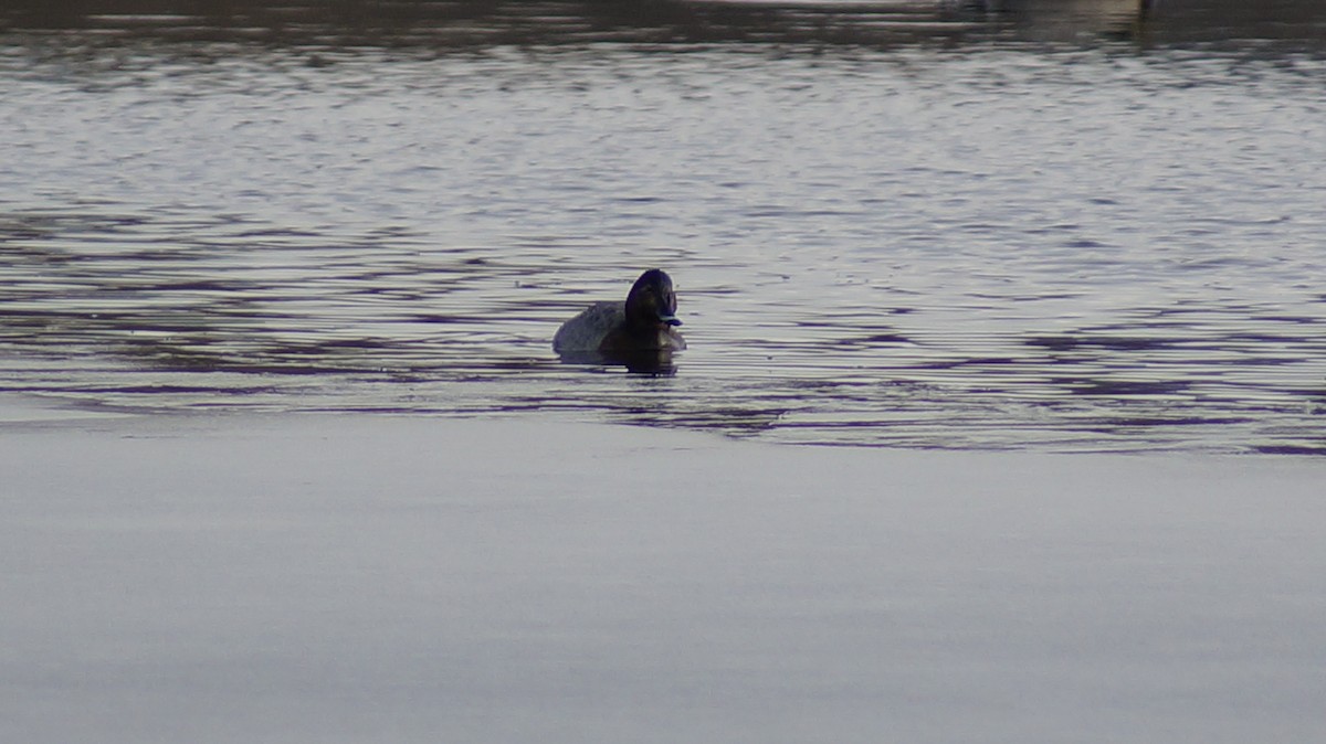 Common Pochard - ML613009627