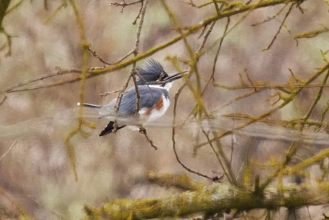 Belted Kingfisher - ML613009662