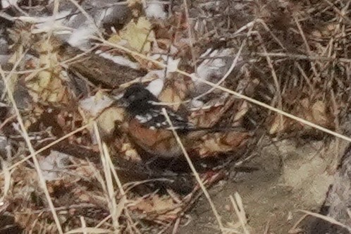Spotted Towhee - ML613009663