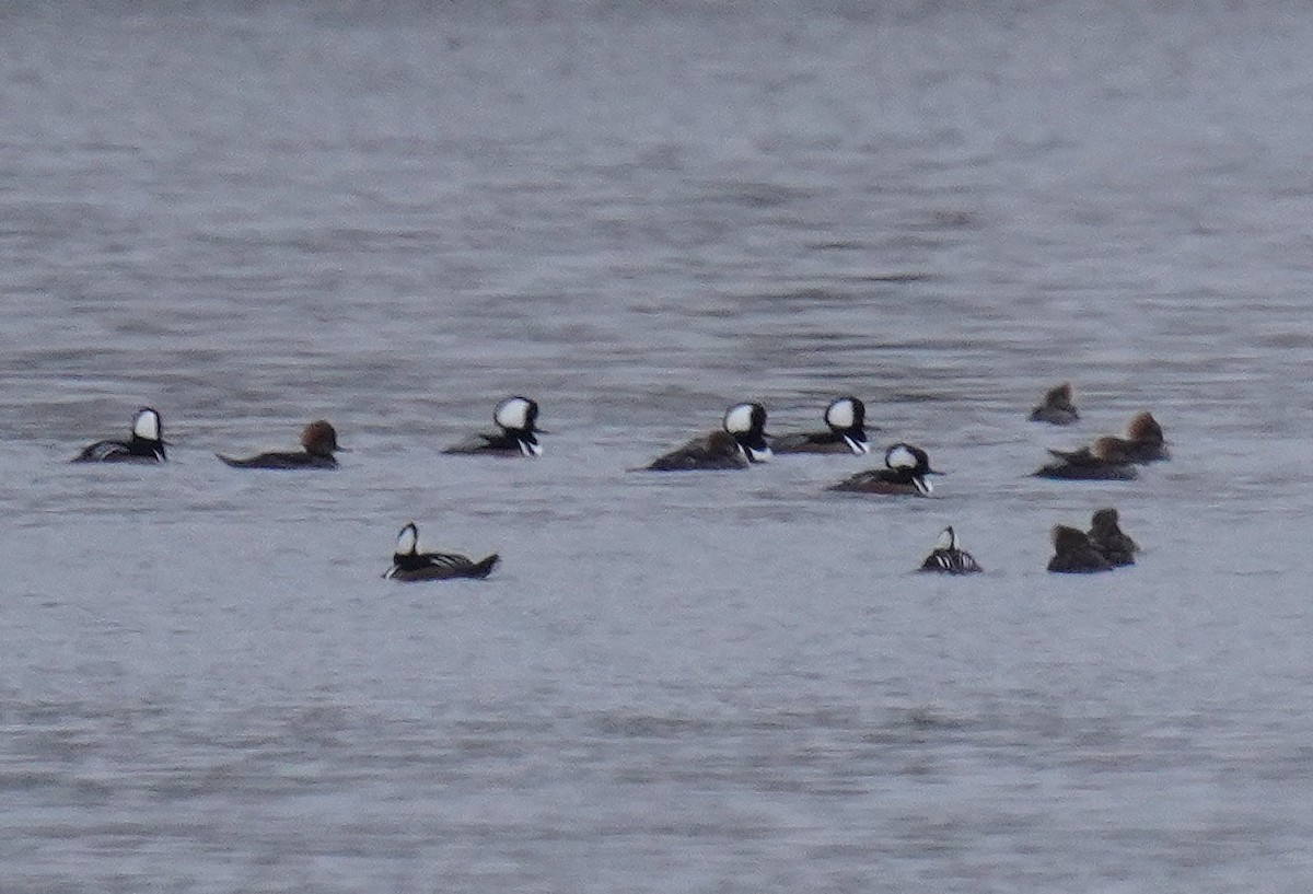 Hooded Merganser - ML613009824