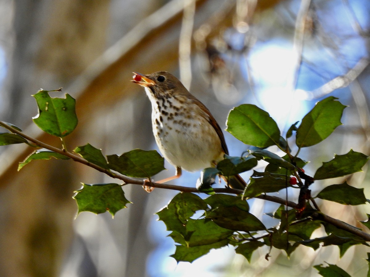 Hermit Thrush - ML613009898