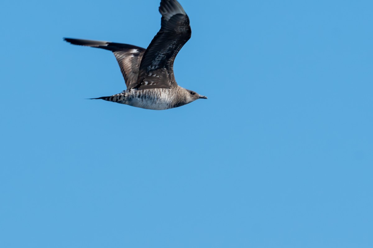 Parasitic Jaeger - ML613010016