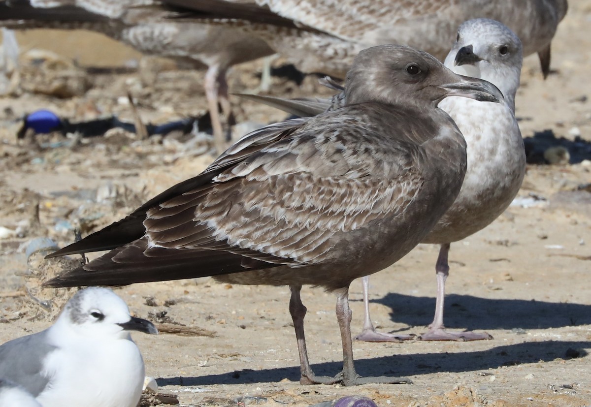 Gaviota Argéntea - ML613010073