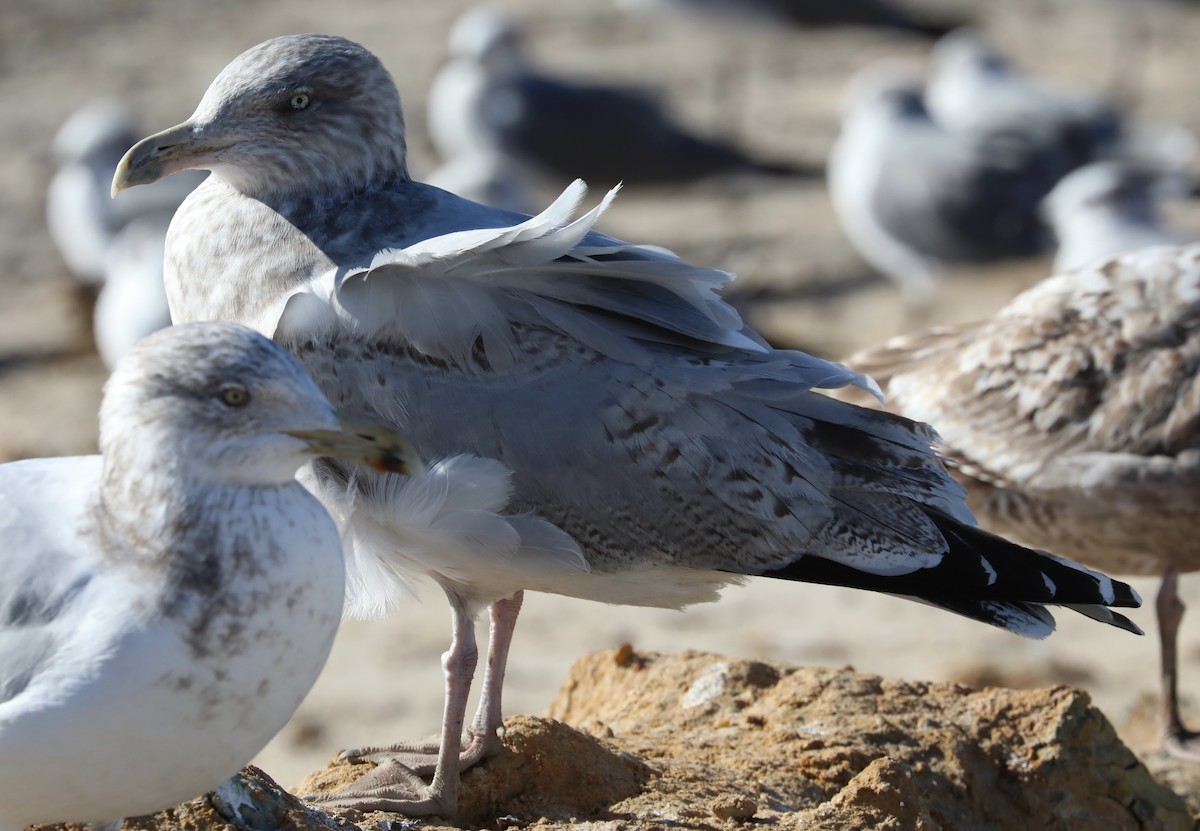 Gaviota Argéntea - ML613010075