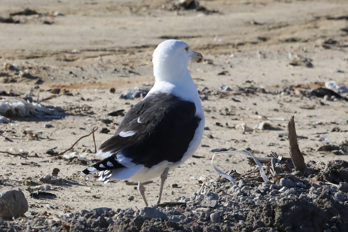 Great Black-backed Gull - ML613010080