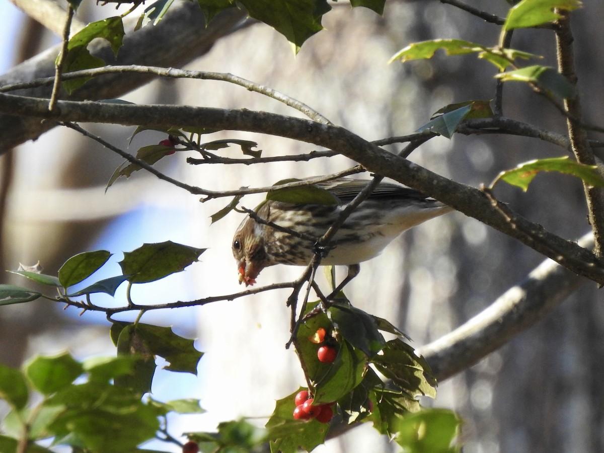 Purple Finch - ML613010088