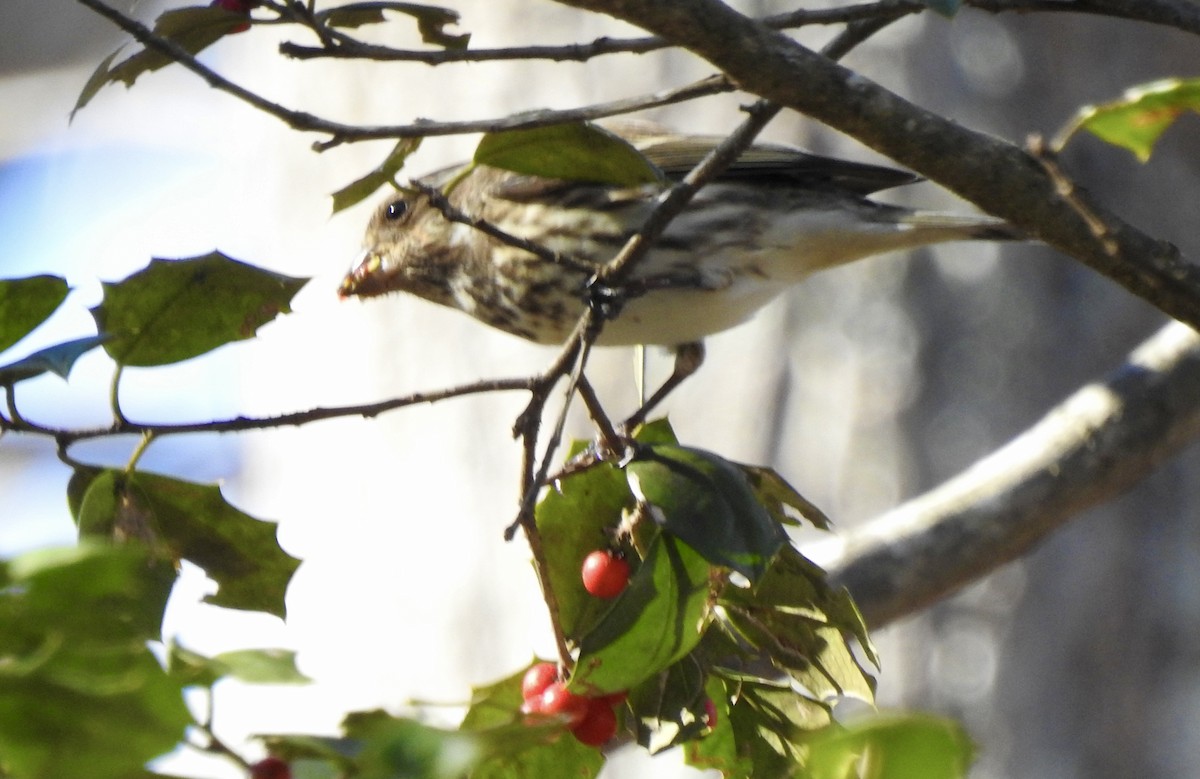 Purple Finch - ML613010089