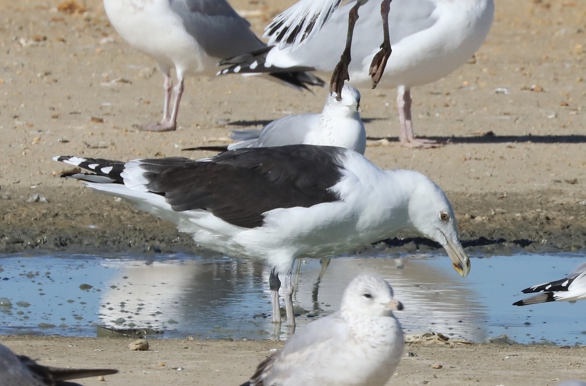 Great Black-backed Gull - ML613010093