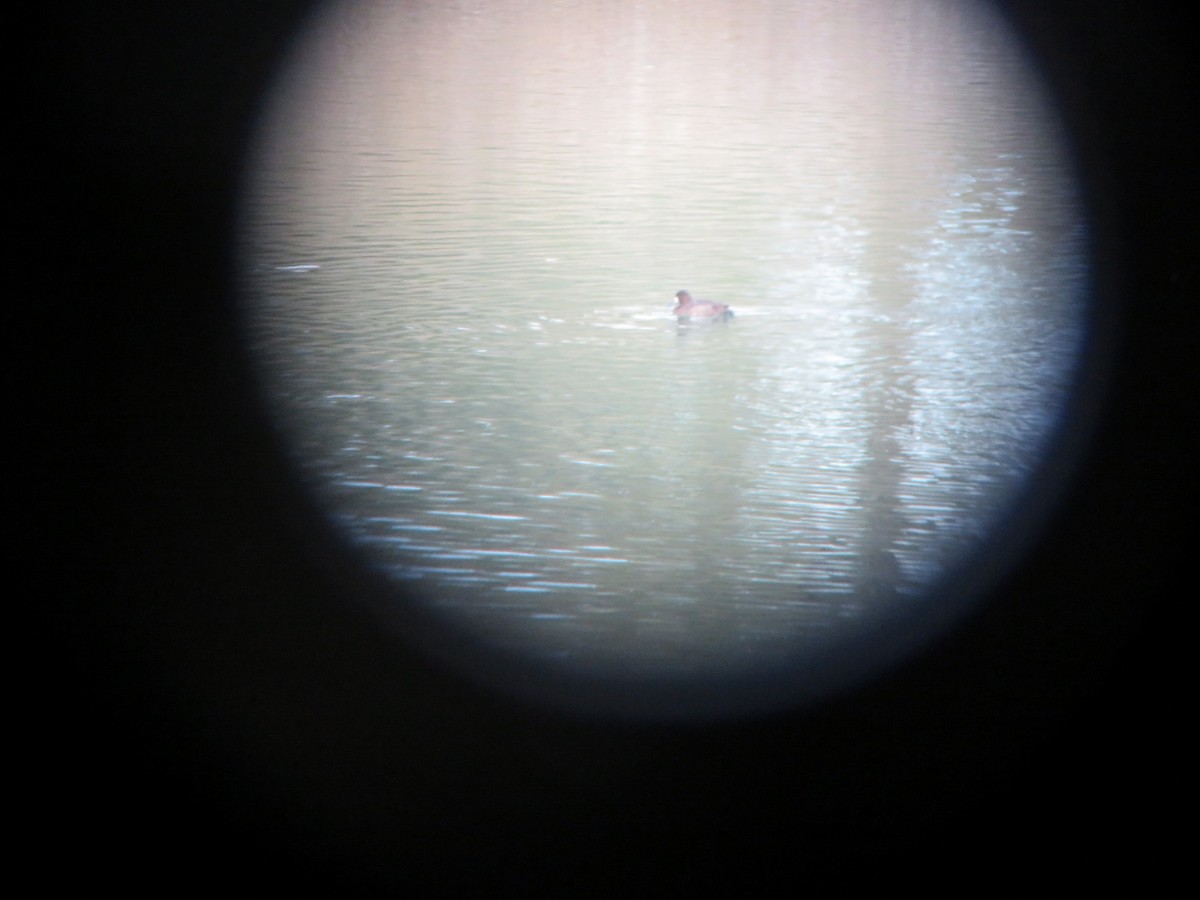 Lesser Scaup - David Larson