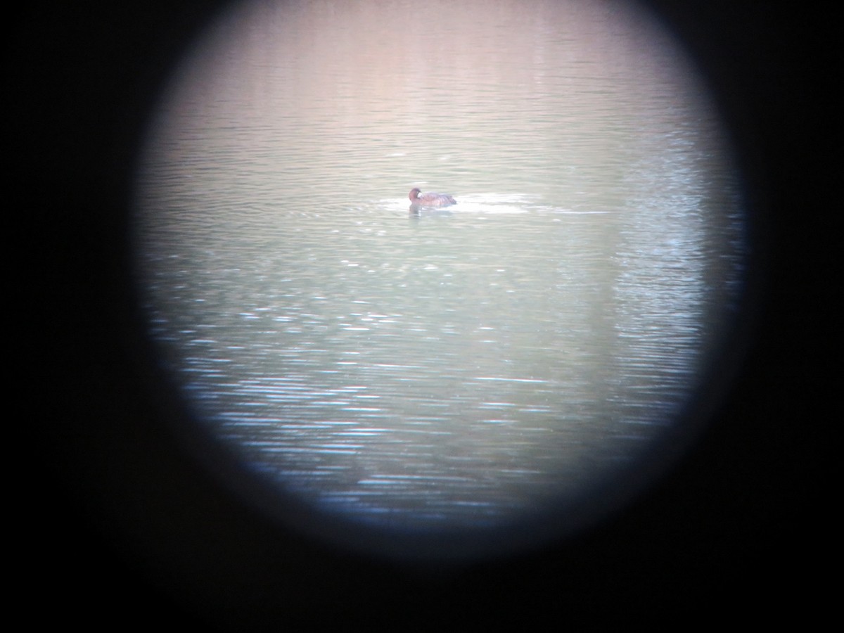 Lesser Scaup - David Larson