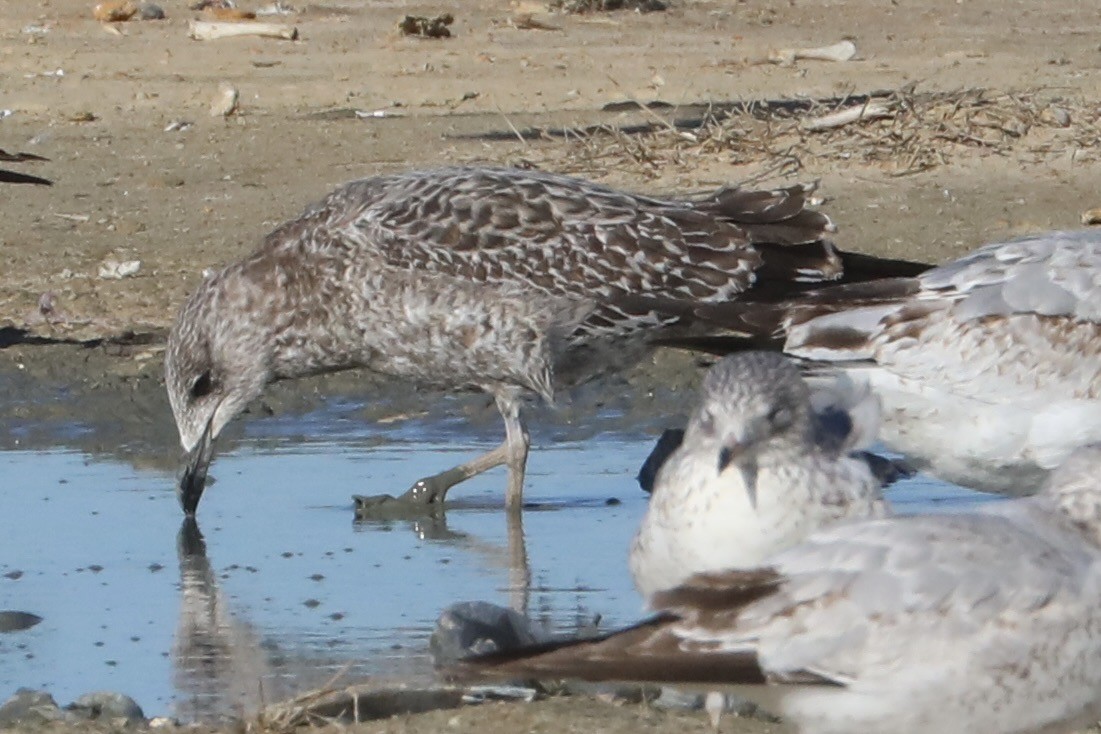 Lesser Black-backed Gull - ML613010113