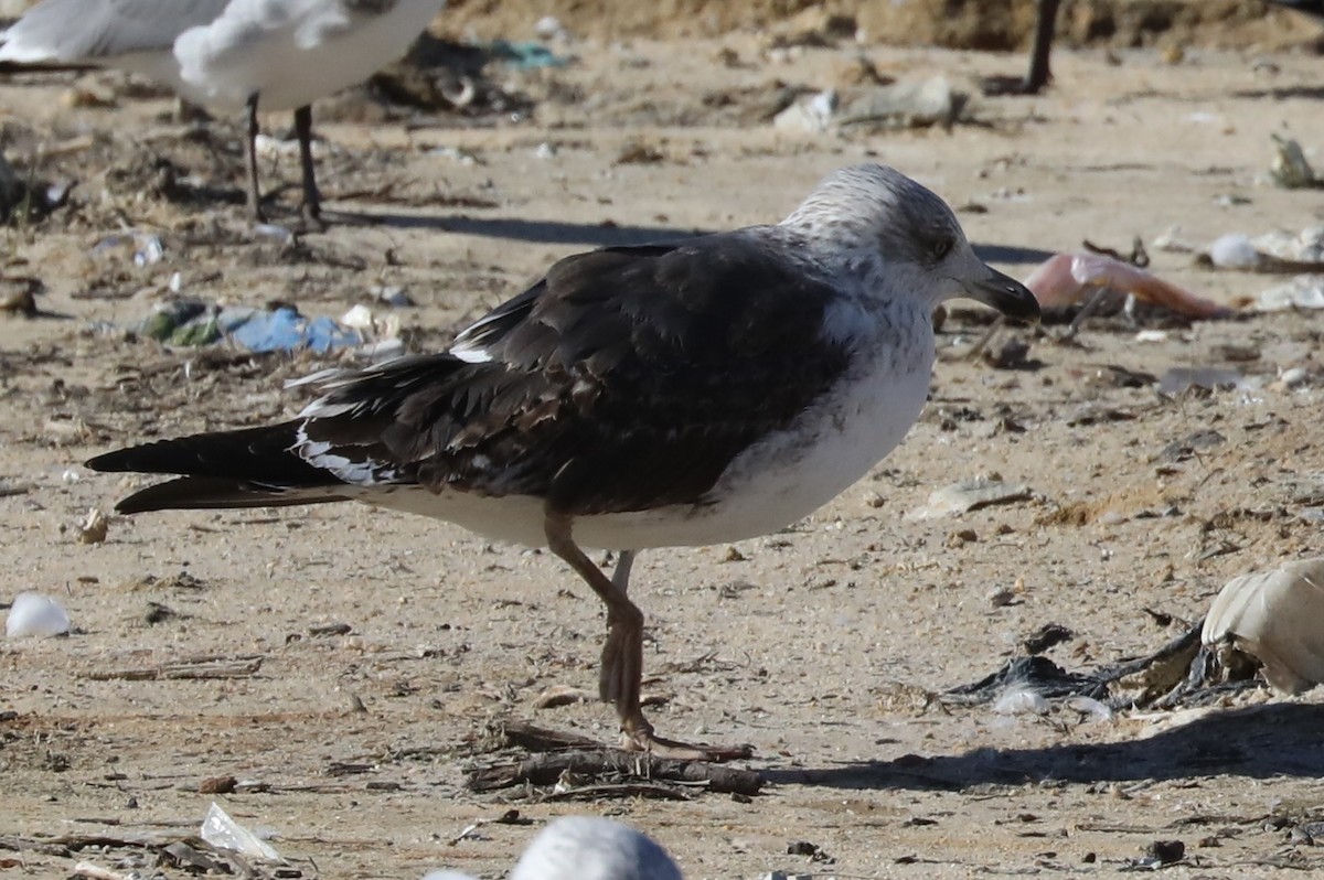 Lesser Black-backed Gull - Chris Hill