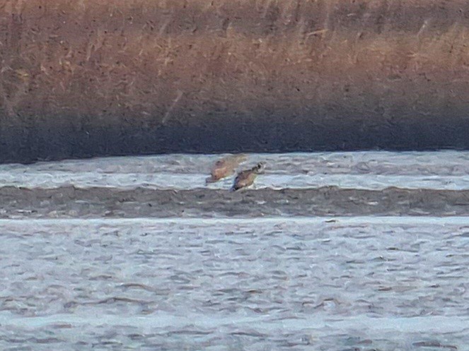 Long-billed Curlew - ML613010134