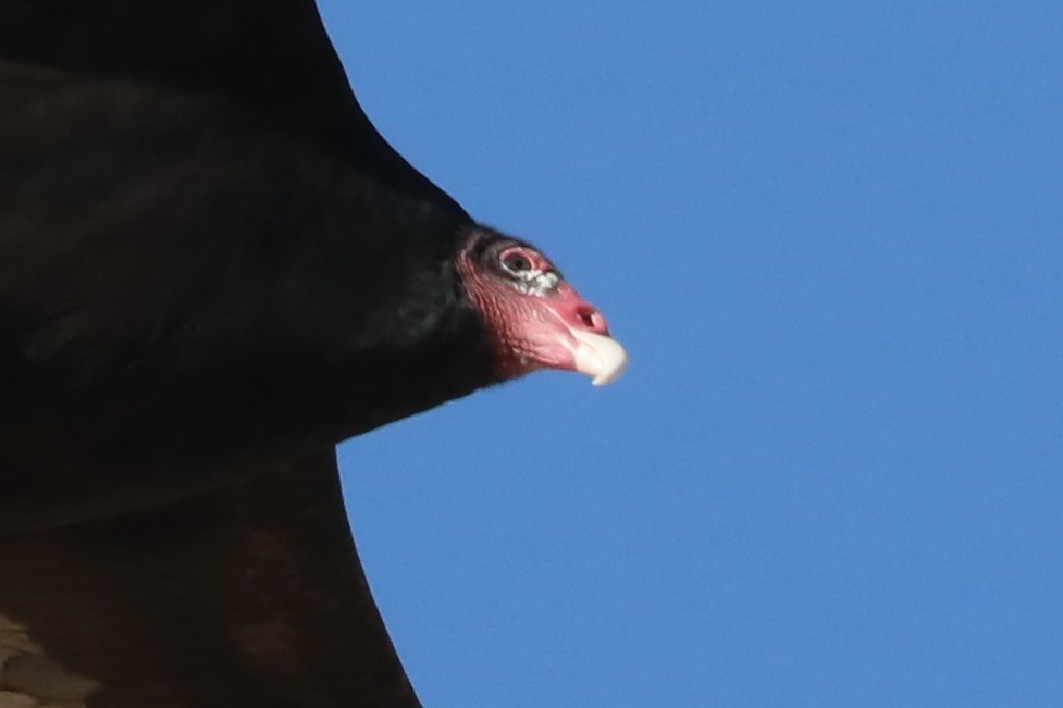 Urubu à tête rouge - ML613010147