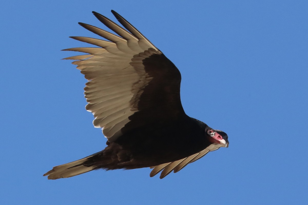 Urubu à tête rouge - ML613010148