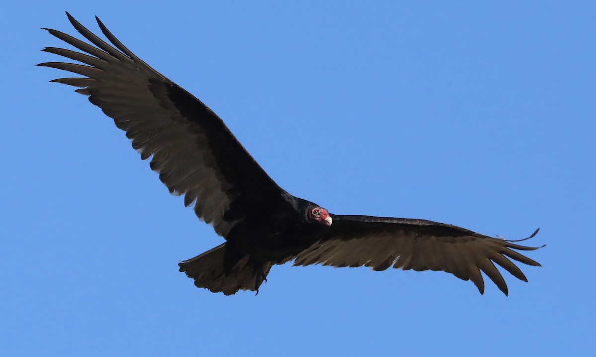 Urubu à tête rouge - ML613010149