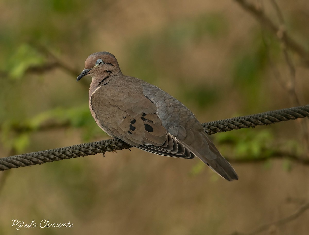 Eared Dove - ML613010154