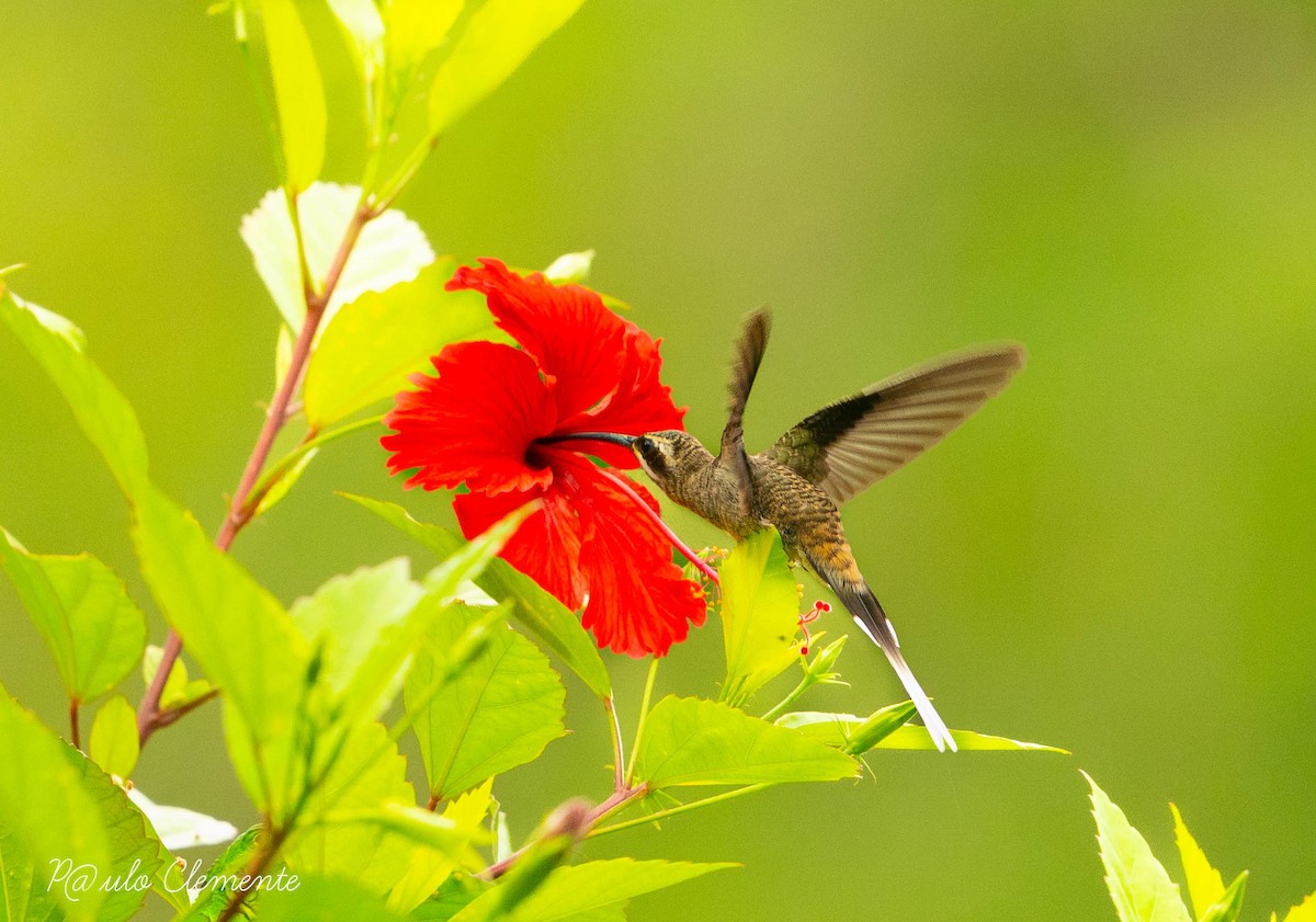 Long-billed Hermit - Paulo Clemente Guevara