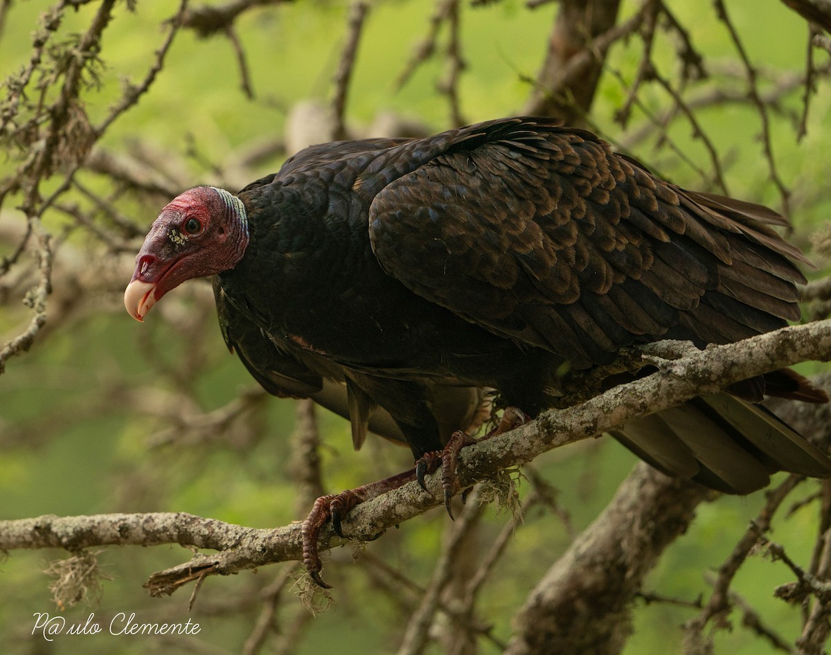 Urubu à tête rouge - ML613010187