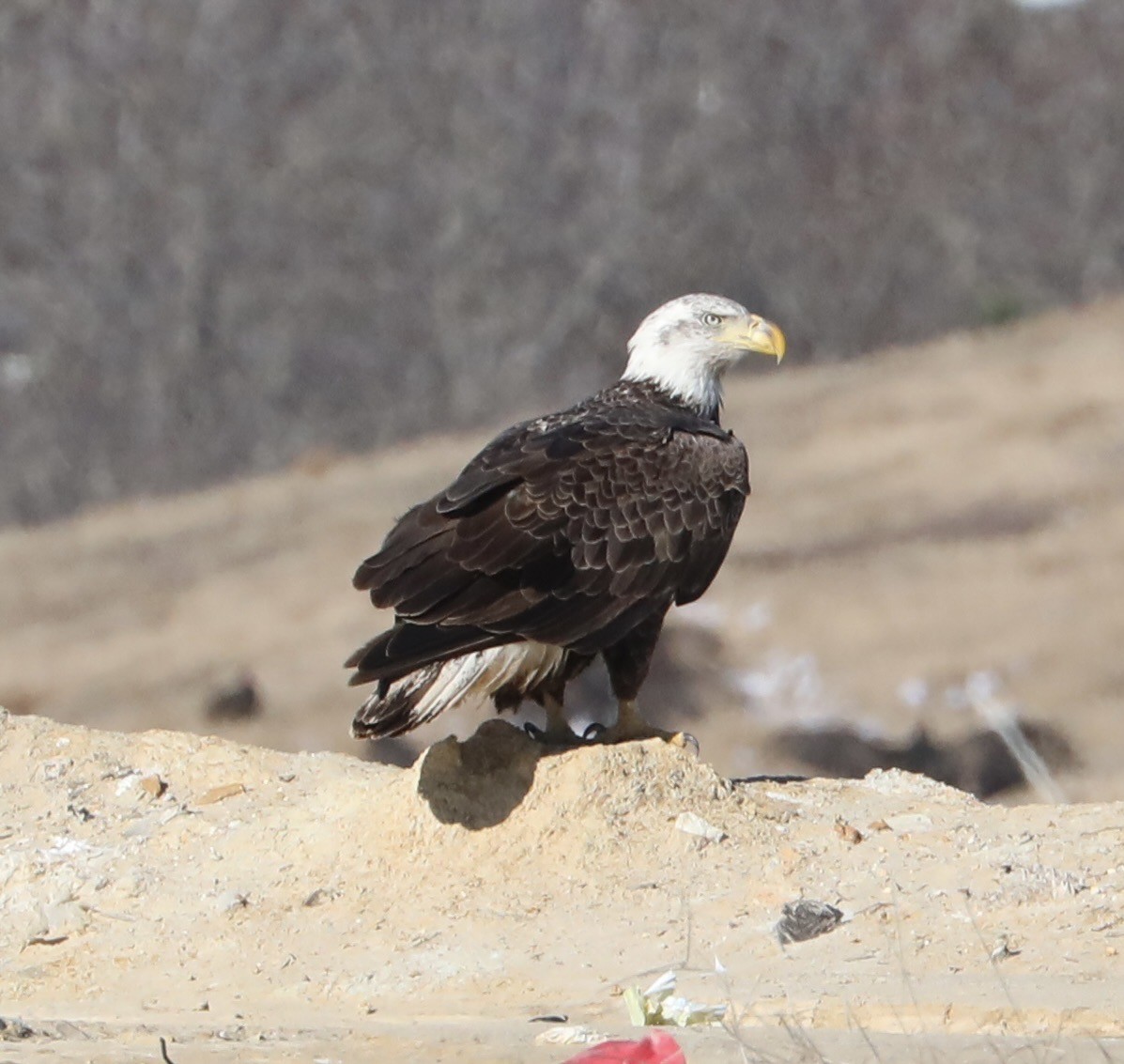 Bald Eagle - ML613010192