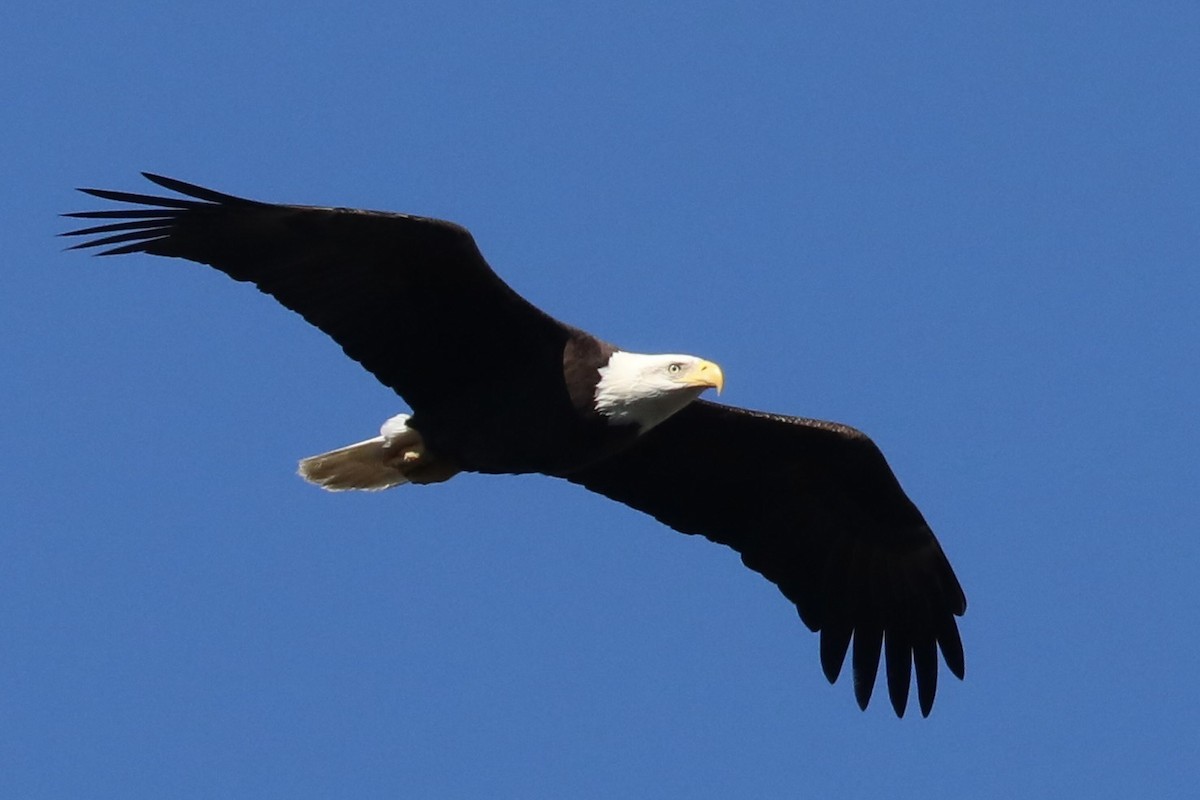 Weißkopf-Seeadler - ML613010193