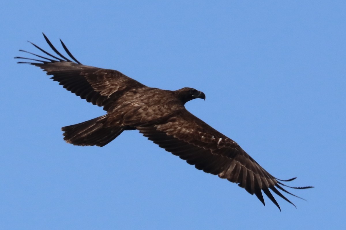 Bald Eagle - Chris Hill