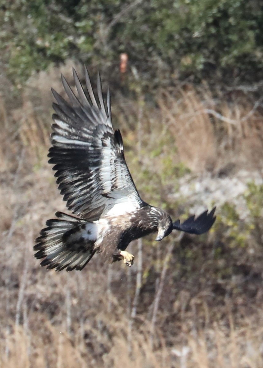 Bald Eagle - Chris Hill