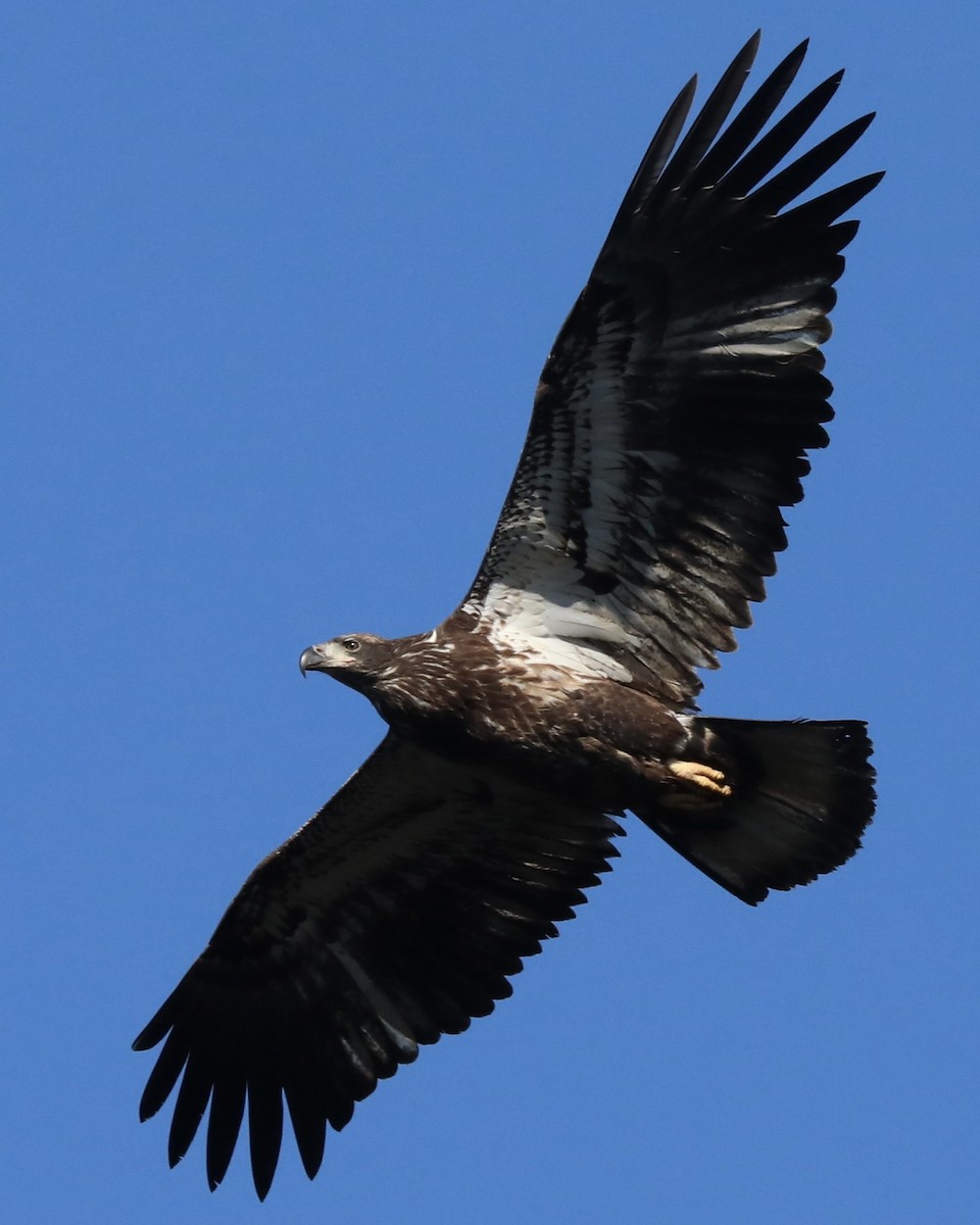 Bald Eagle - ML613010196