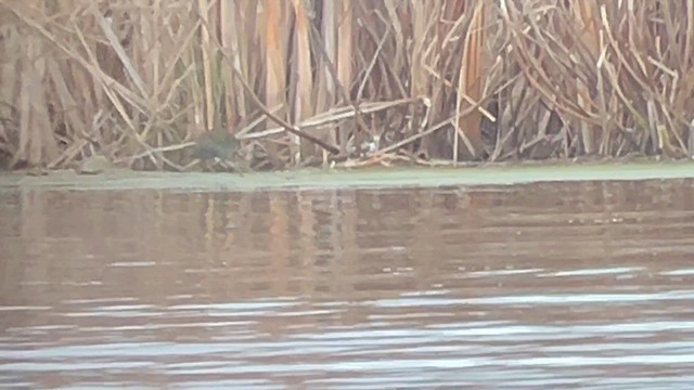 Purple Gallinule - ML613010211