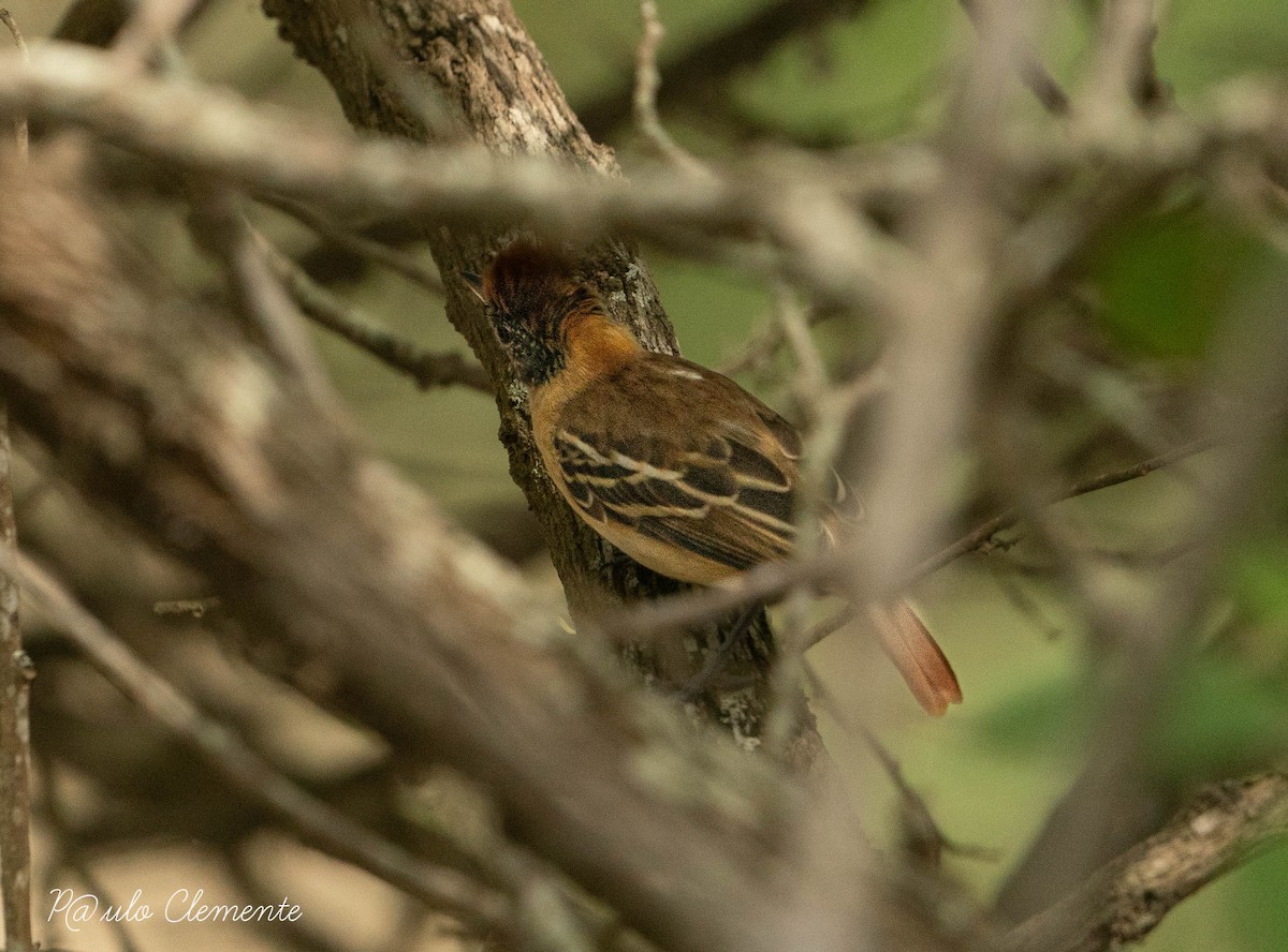 Collared Antshrike - ML613010225