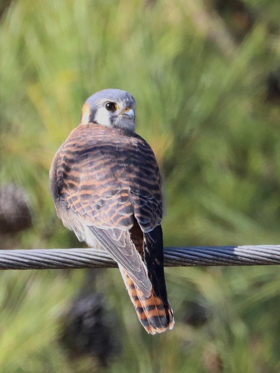 American Kestrel - Chris Hill