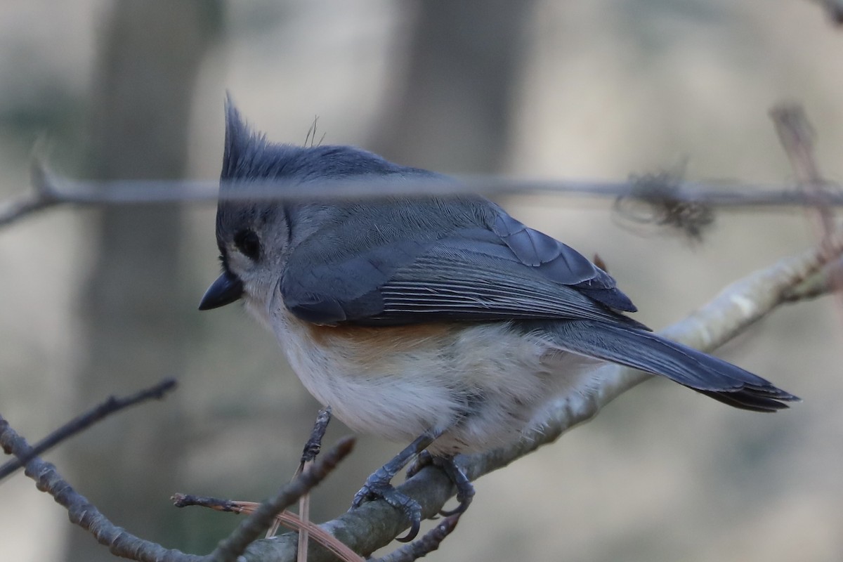 Tufted Titmouse - Chris Hill