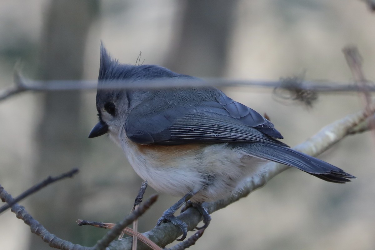 Tufted Titmouse - ML613010257