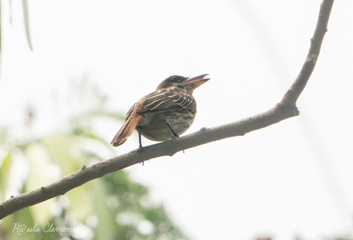 Streaked Flycatcher - ML613010258