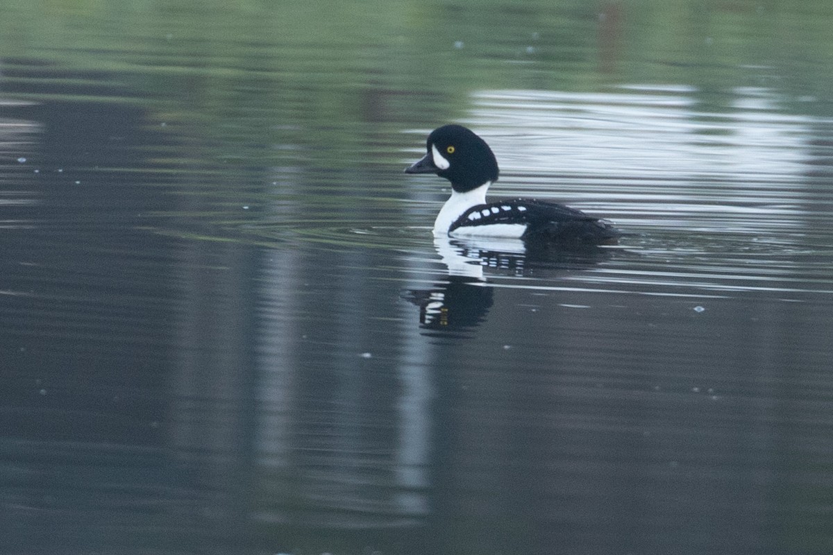 Barrow's Goldeneye - ML613010259