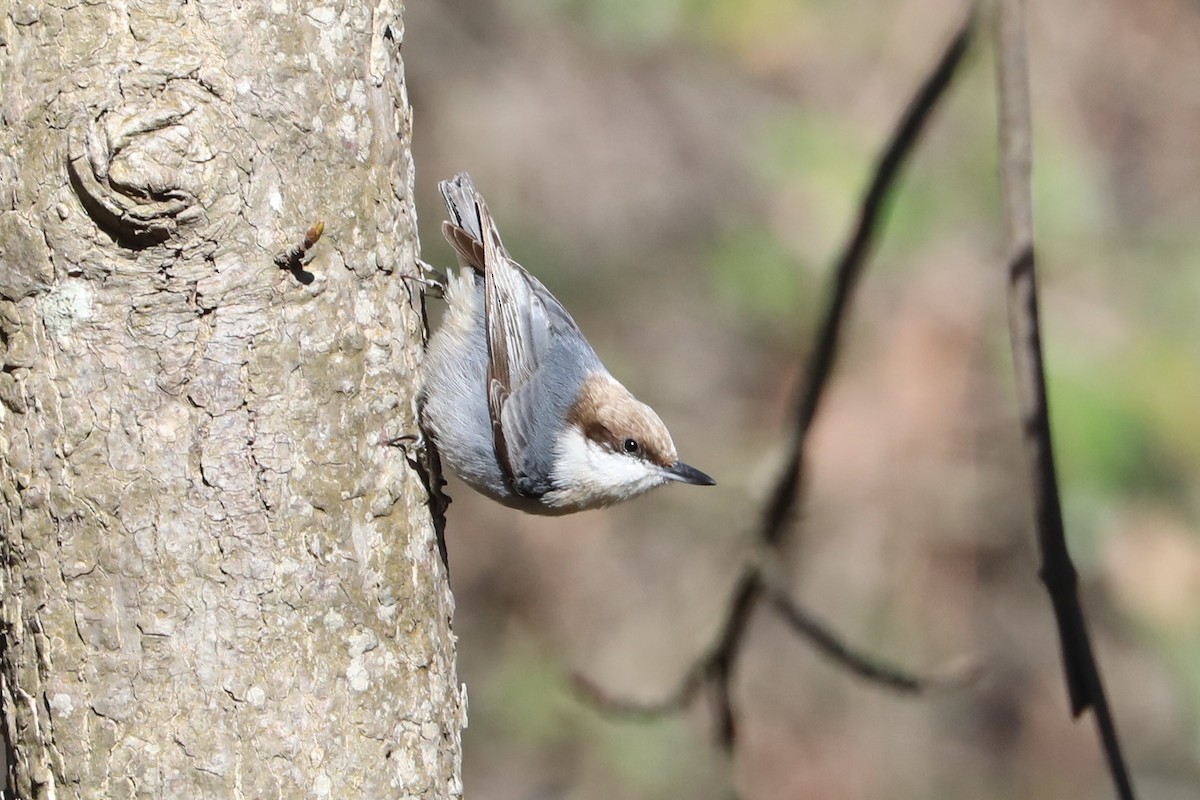 Sittelle à tête brune - ML613010262