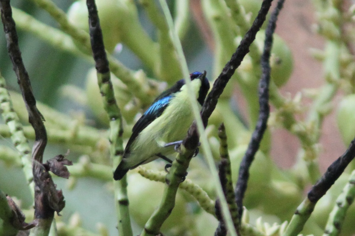 Glanzflügel-Nektarvogel (Boholnektarvogel) - ML613010264