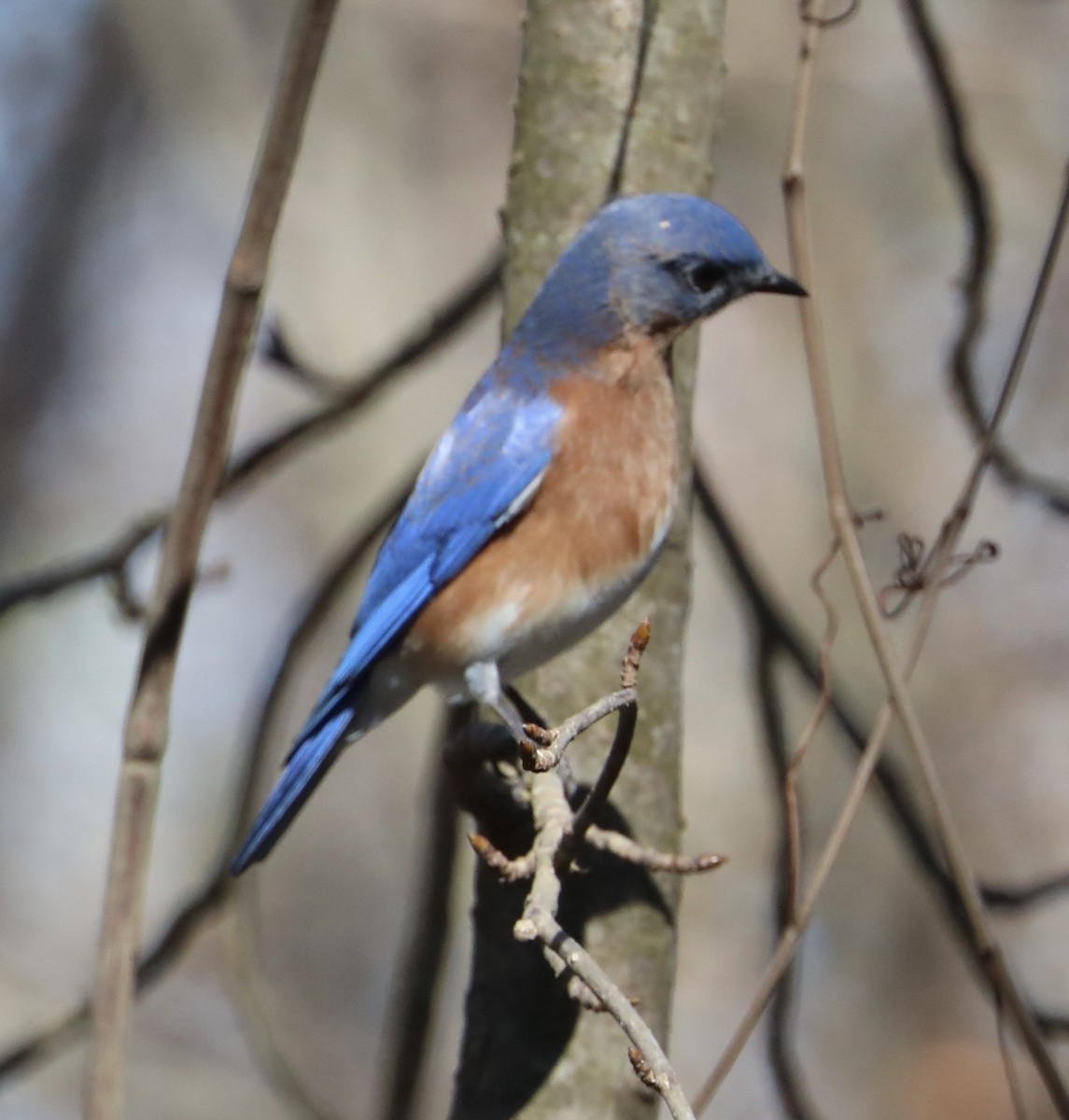 Eastern Bluebird - Chris Hill