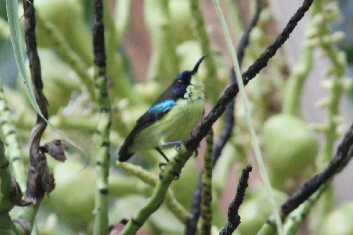 Glanzflügel-Nektarvogel (Boholnektarvogel) - ML613010279