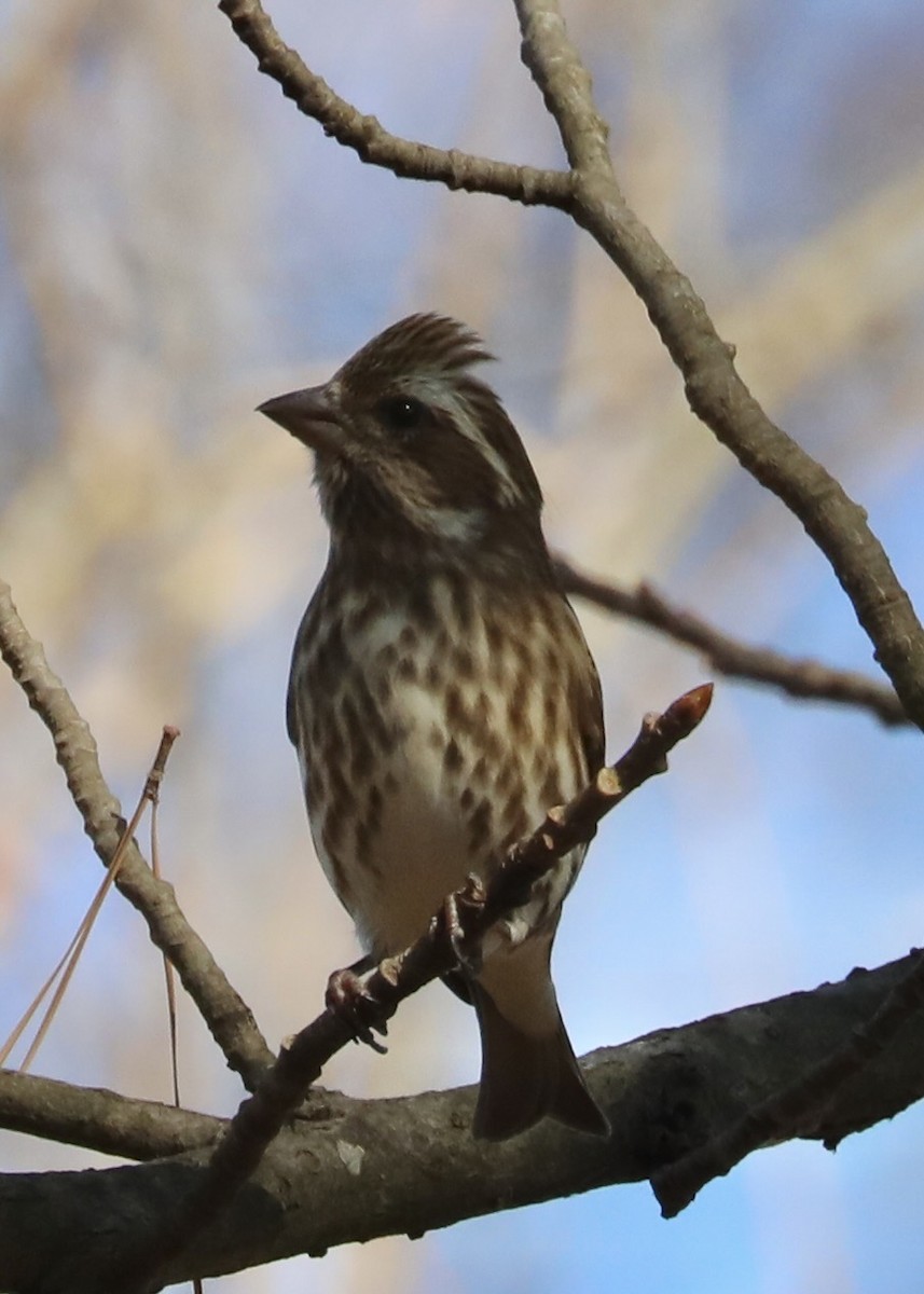 Purple Finch - Chris Hill