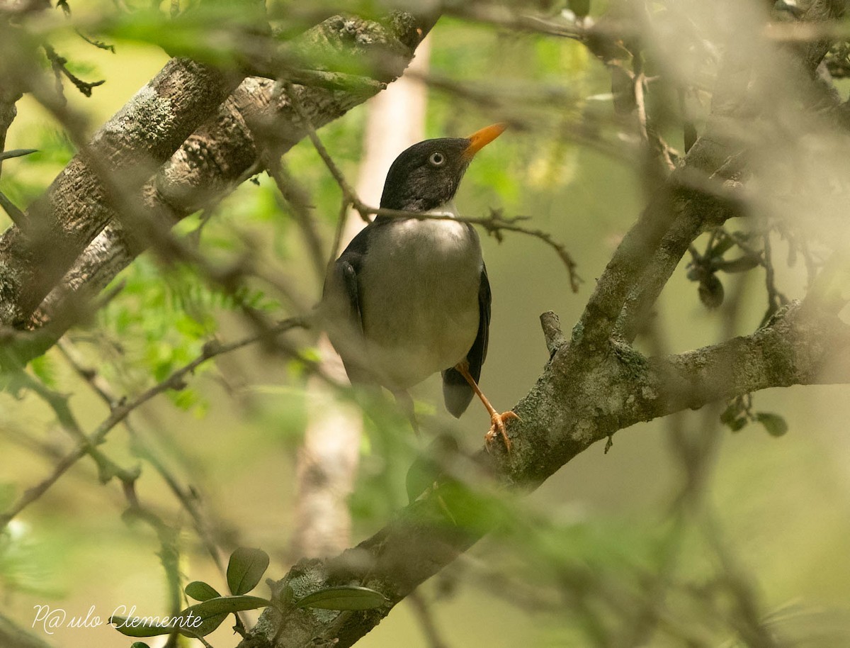 Plumbeous-backed Thrush - Paulo Clemente Guevara