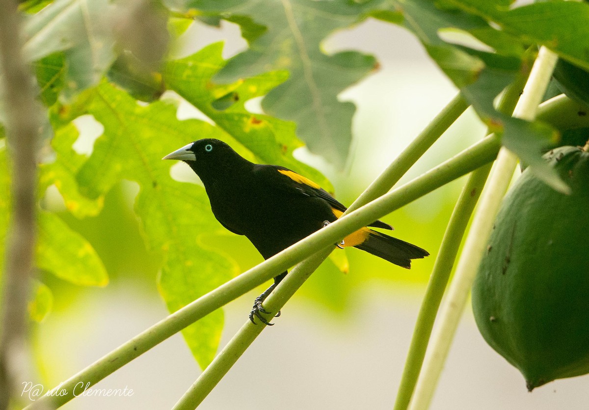 Yellow-rumped Cacique (Western) - ML613010320