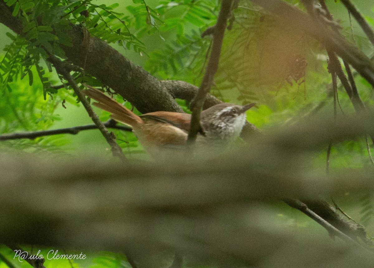 Necklaced Spinetail - Paulo Clemente Guevara