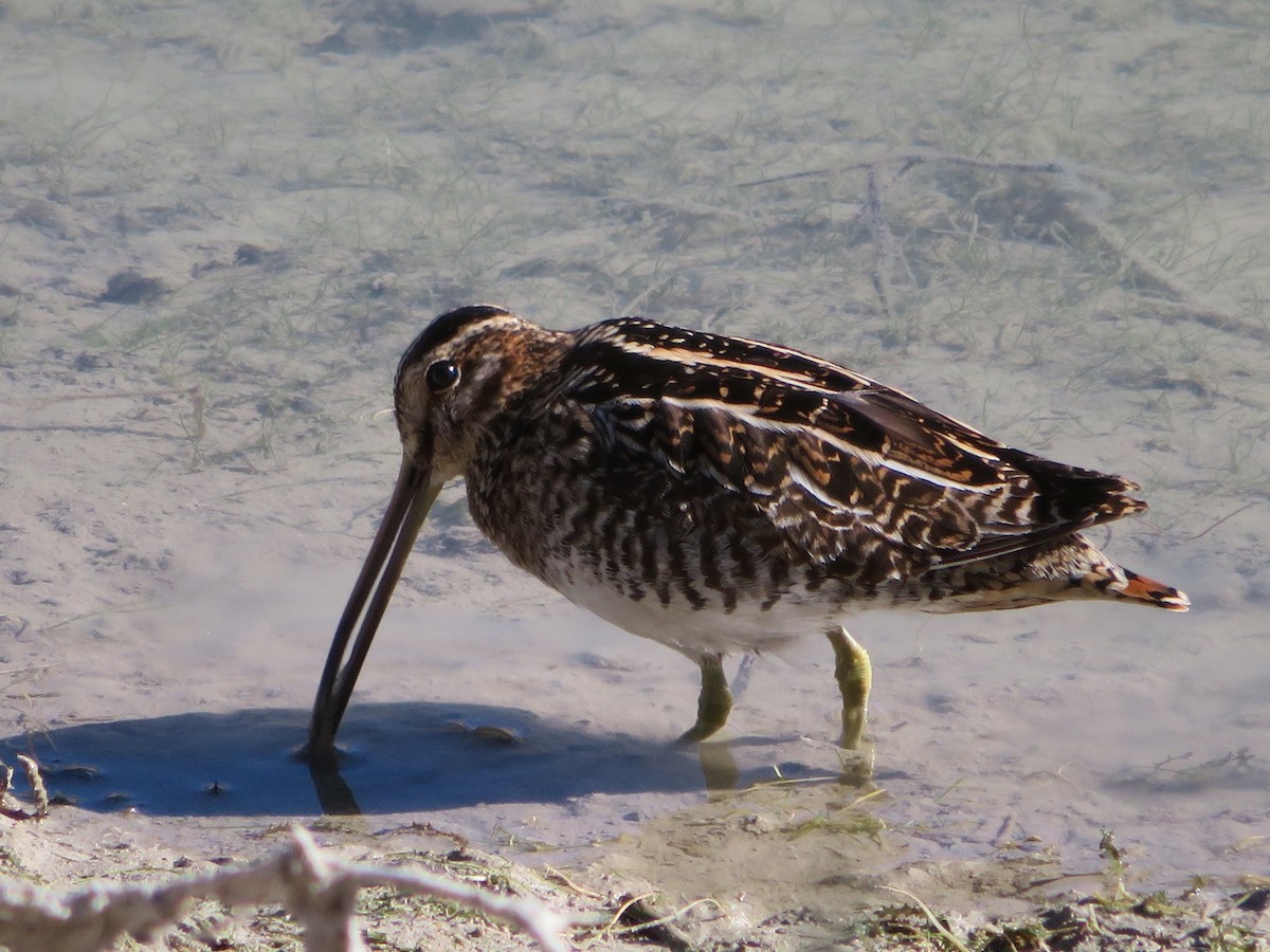 Wilson's Snipe - David Larson