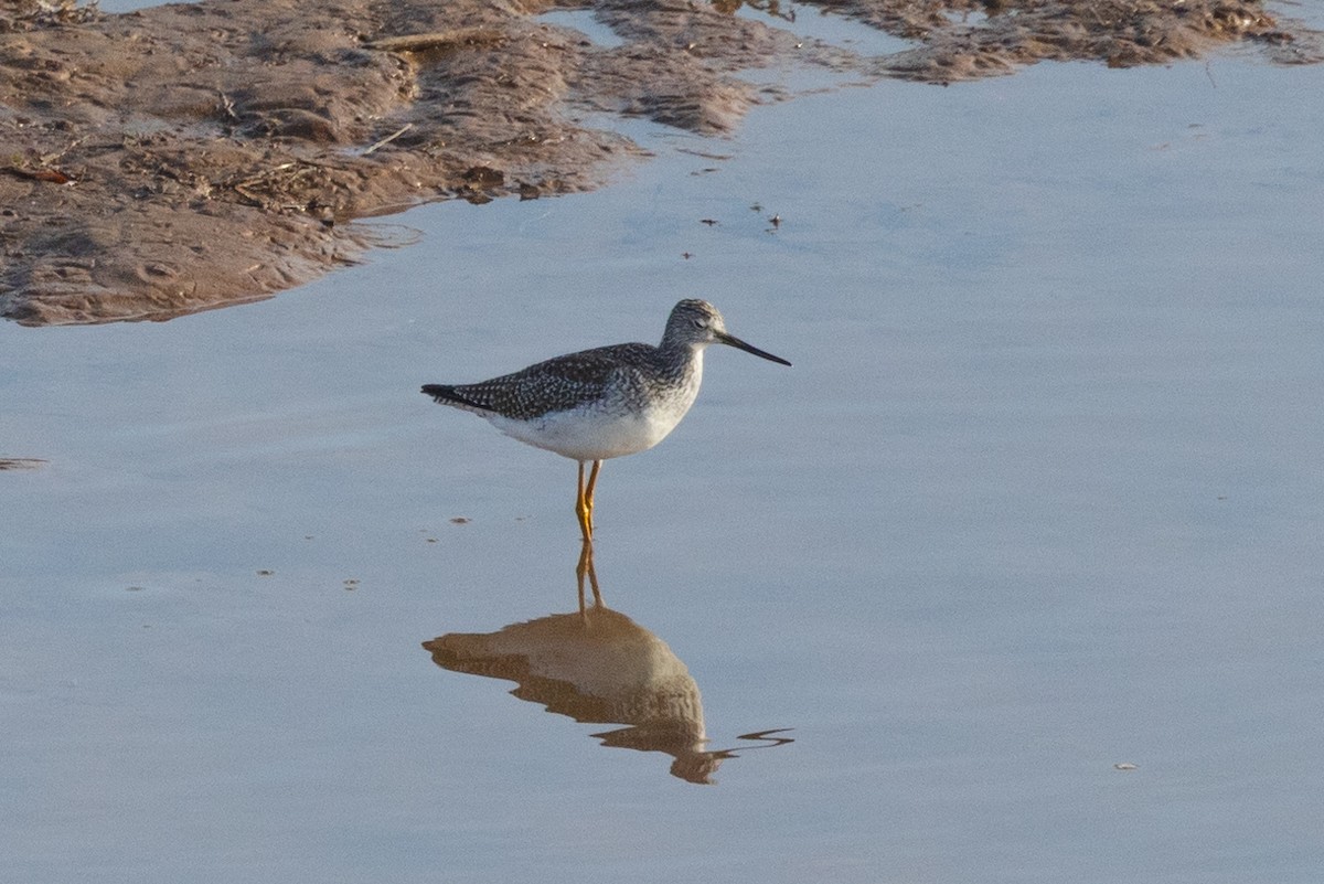 Greater Yellowlegs - ML613010357