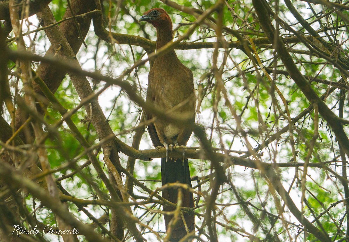 Ortalide à tête rousse - ML613010434