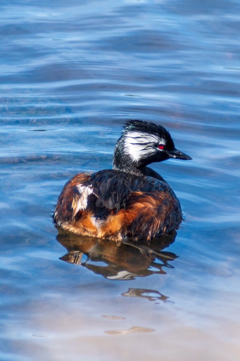 White-tufted Grebe - ML613010462