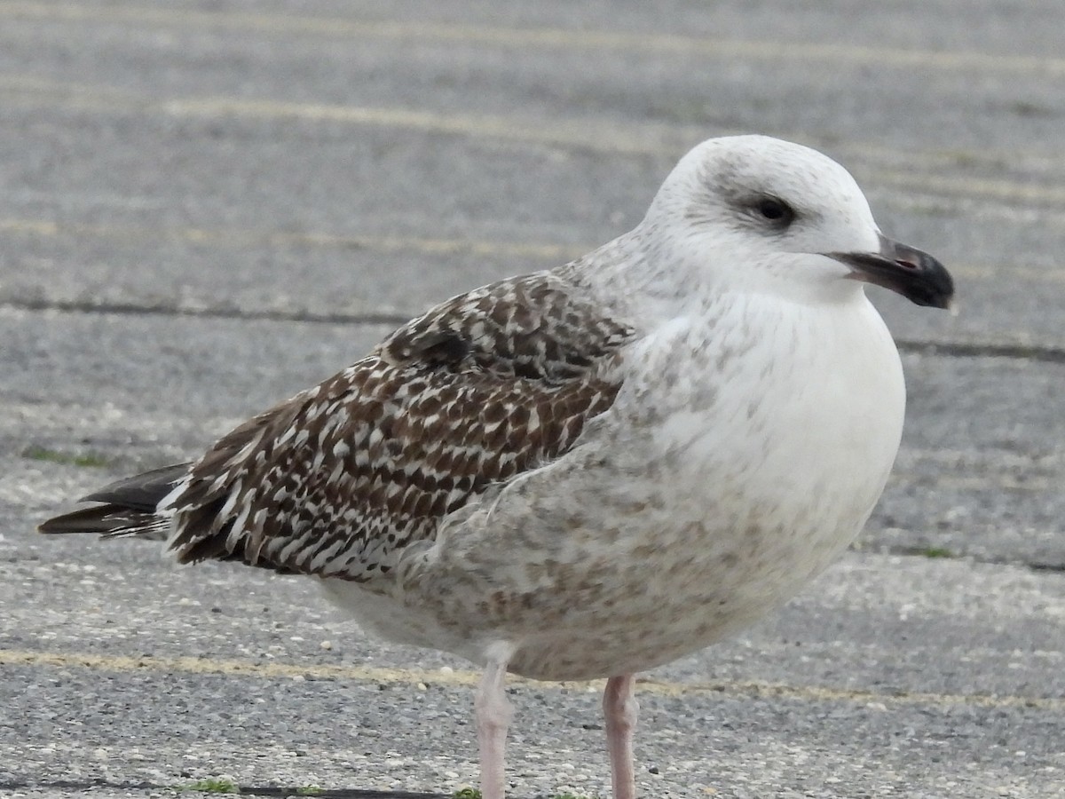 Great Black-backed Gull - ML613010479